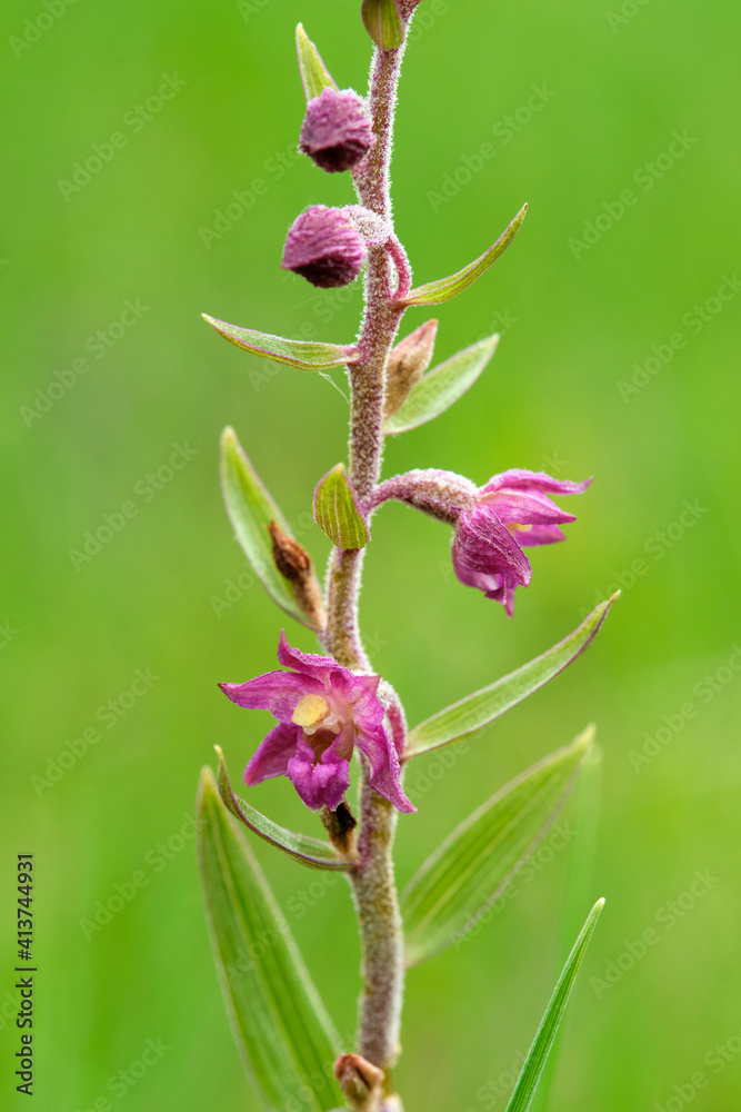 Braunrote Stendelwurz, Rotbraune Stendelwurz, Braunroter Sitter, Epipactis atrorubens Braunrote Stendelwurz, Rotbraune Stendelwurz, Braunroter Sitter, Epipactis atrorubens