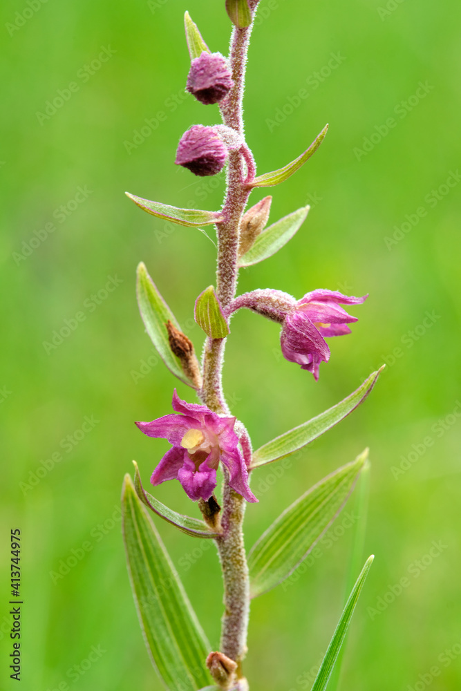 Braunrote Stendelwurz, Rotbraune Stendelwurz, Braunroter Sitter, Epipactis atrorubens Braunrote Stendelwurz, Rotbraune Stendelwurz, Braunroter Sitter, Epipactis atrorubens