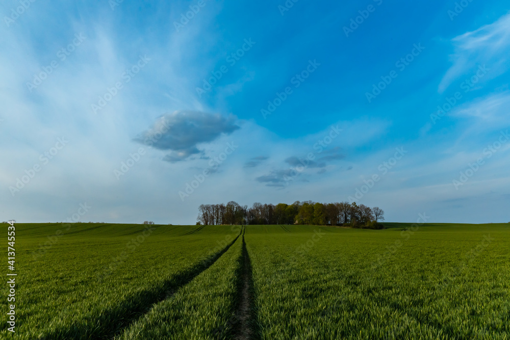 Long path between green fields to small copse