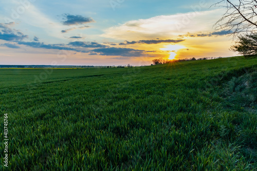 Green and yellow fields of colza at cloudy sunset © wierzchu92