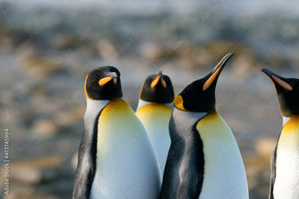 Fototapeta premium The King Penguin (Aptenodytes patagonicus)