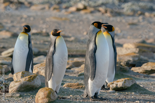 The King Penguin (Aptenodytes patagonicus)