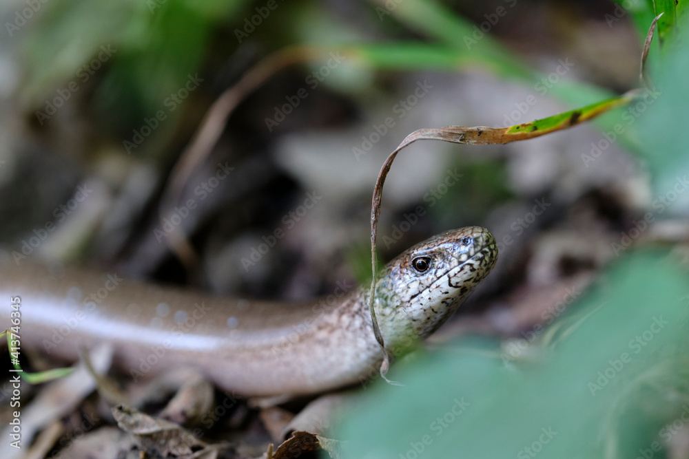 Blindschleiche, Westliche Blindschleiche, Anguis fragilis Blindschleiche, Westliche Blindschleiche, Anguis fragilis