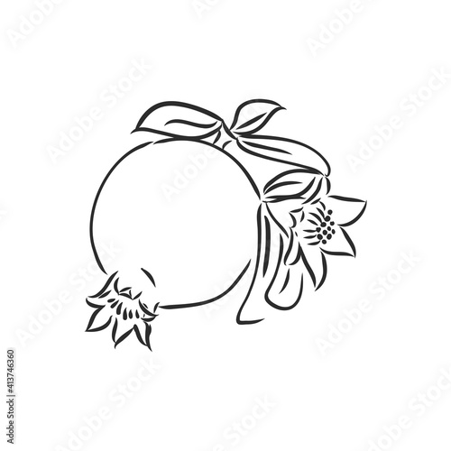 Vector sketch of tropical pomegranate fruit. Round outlines of ripe Garnet isolated on a white background, stock illustration on a horticultural theme. garnet, vector sketch on a white background