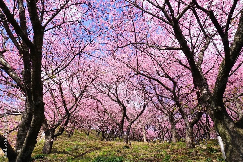 満開の河津桜の林