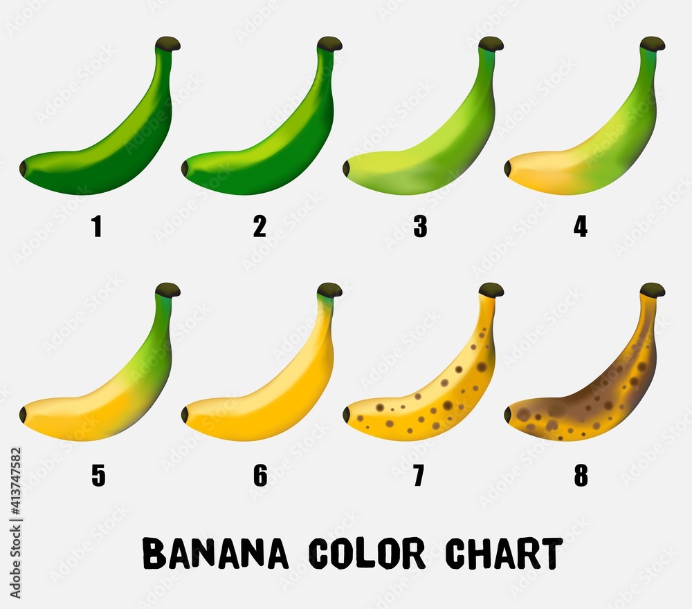 Color chart of banana from young green to yellow until ripe. Vector illustration.