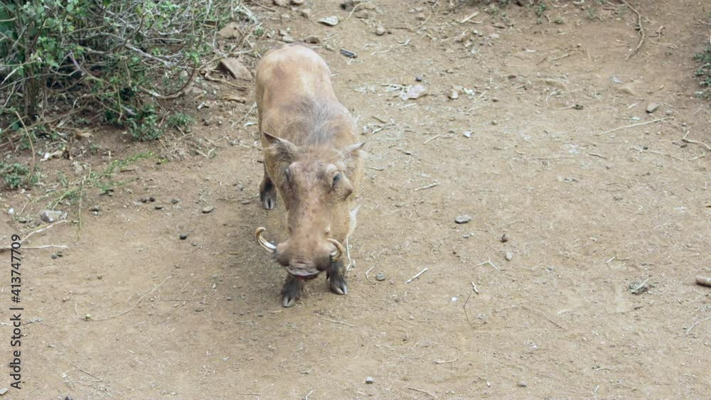 Wild boar family search feed in Grass At Maasai Mara National Reserve, Kenya Wild boar family search feed in Grass At Maasai Mara National Reserve, Kenya