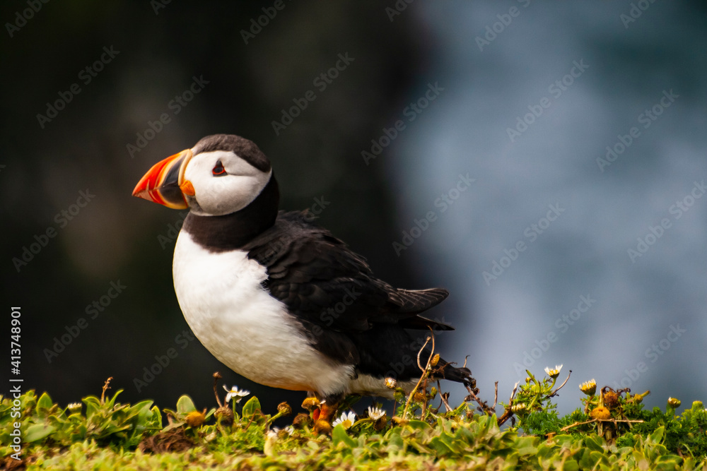 summer portrait of puffin bird in Skomer Island in Wales summer portrait of puffin bird in Skomer Island in Wales