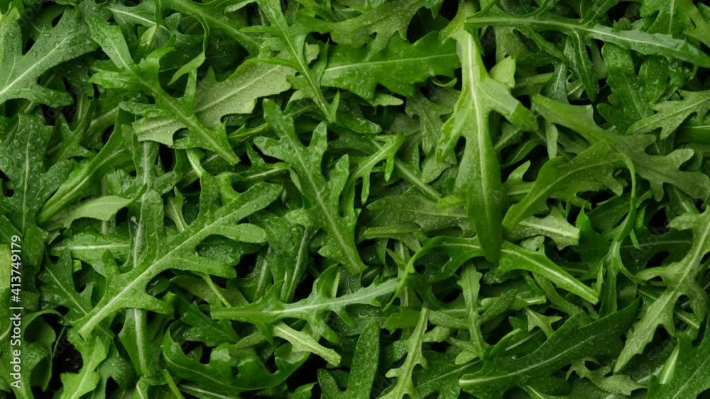 fresh arugula leaves top view rotation fresh arugula leaves top view rotation