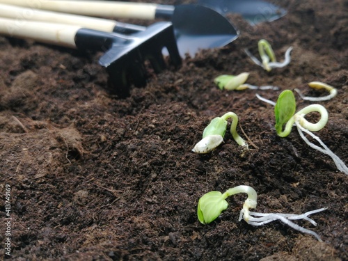 tools in the garden