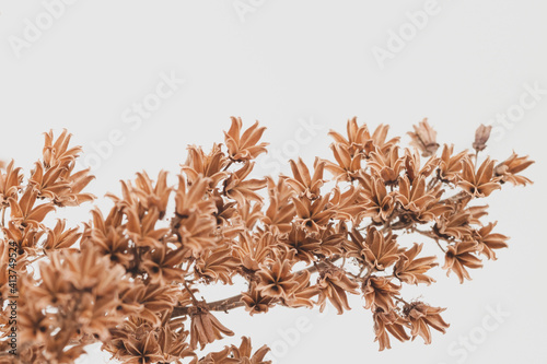 Little brown bell shape romantic flowers dry branch on light background with place for text macro