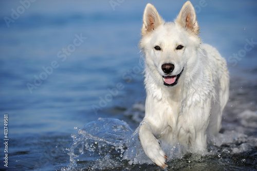 White Swiss Sherherd - Berger Blanc Suisse Dog stands with raised paw in the water 