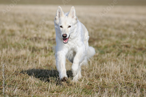 White Swiss Shepherd - Berger Blanc Suisse runs in the field or meadow