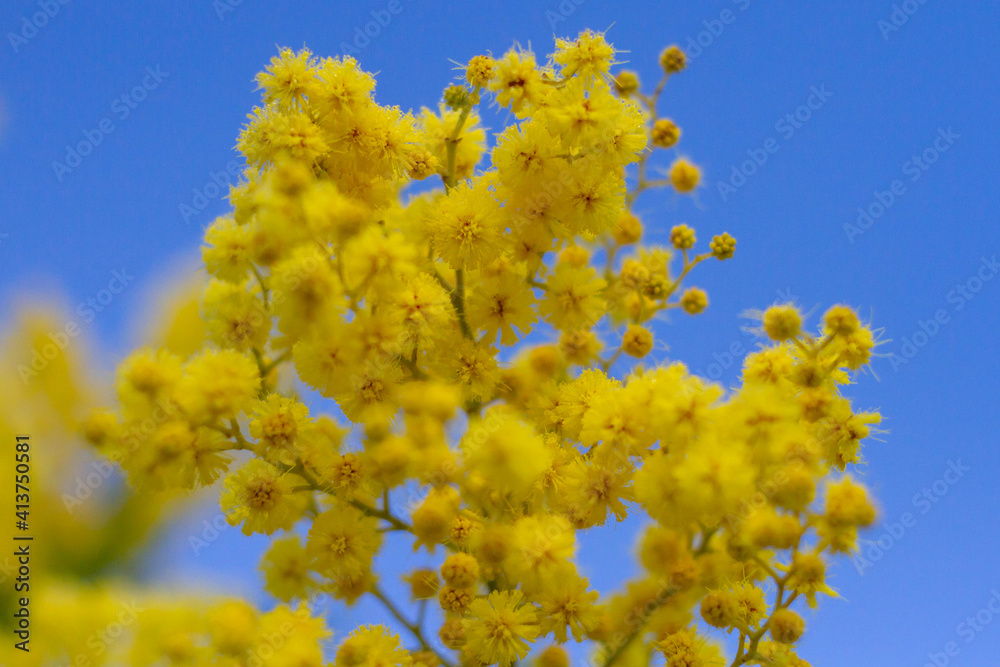Mimosa tree(Acacia pycnantha, golden wattle) in Italy, Yellow flowering in the park.Isolated on blue sky background.Gold yellow flowers bloom in January to March like full sun.Italian nature ,Italy Mimosa tree(Acacia pycnantha, golden wattle) in Italy, Yellow flowering in the park.Isolated on blue sky background.Gold yellow flowers bloom in January to March like full sun.Italian nature ,Italy