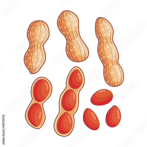 Peanut illustration with and without shell 