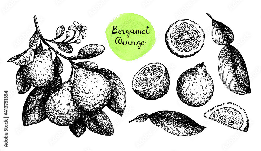 Αυτοκόλλητο Ink sketch of bergamot orange