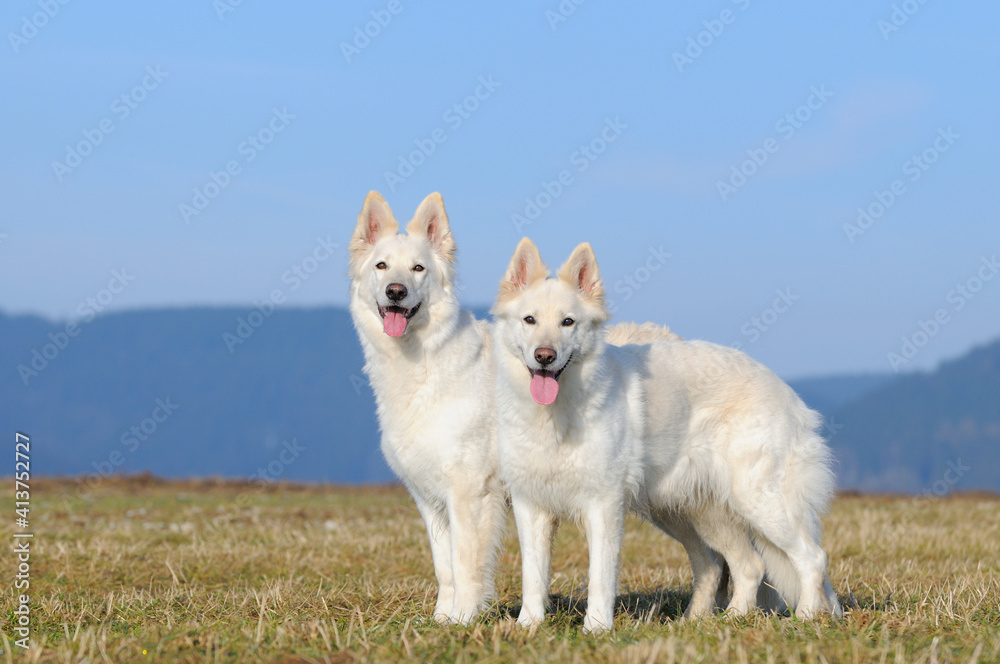 White Swiss Sherherd - Berger Blanc Suisse stands in the field