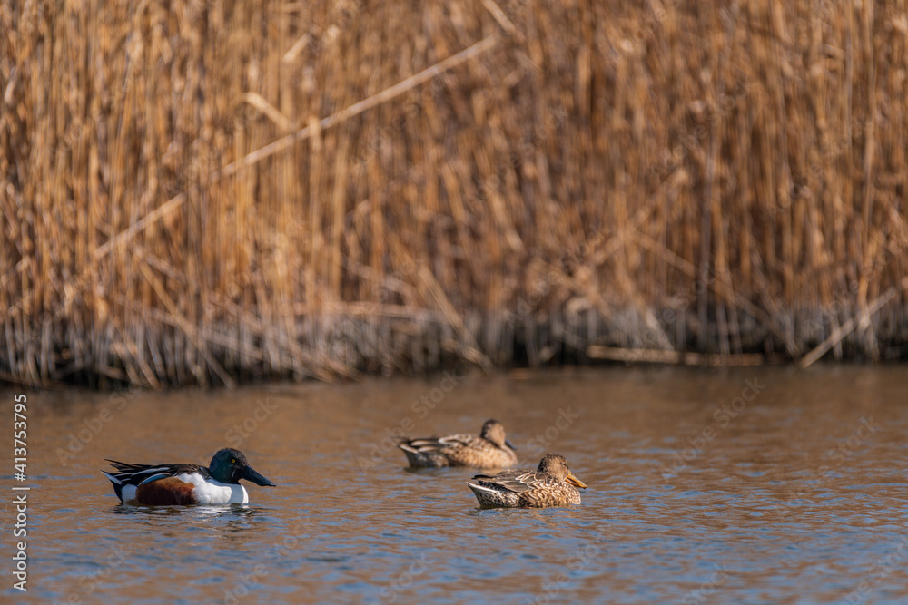 ducks on the river ducks on the river
