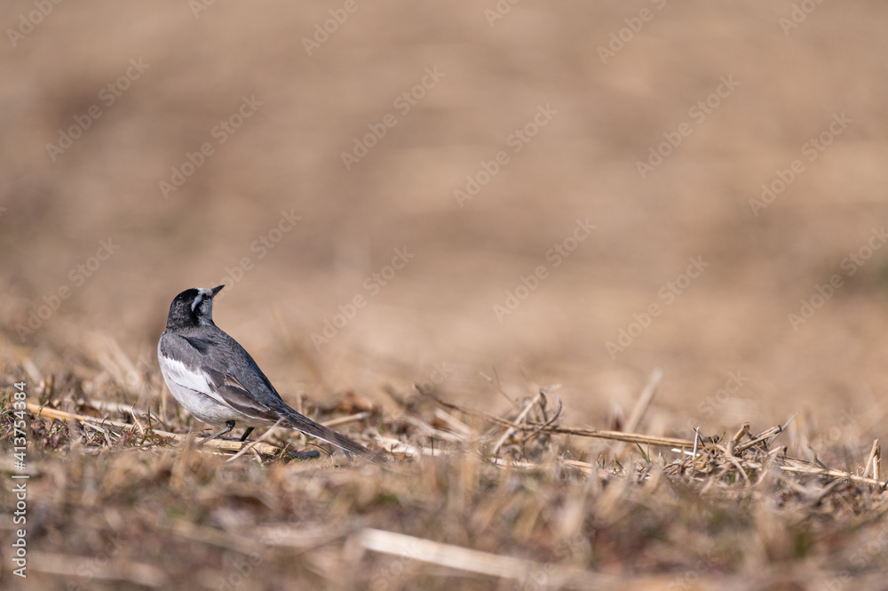 Obraz premium ハクセキレイ