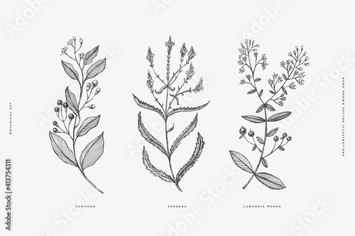 Set of hand-drawn medicinal herbs. Sprigs of Verbena, Lawsonia, Camphor vector illustration. Botanical retro image for a floral background. Design element for postcard, poster, cover, invitation. photo