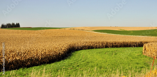 Corn field near Rochester, Minnesota photo