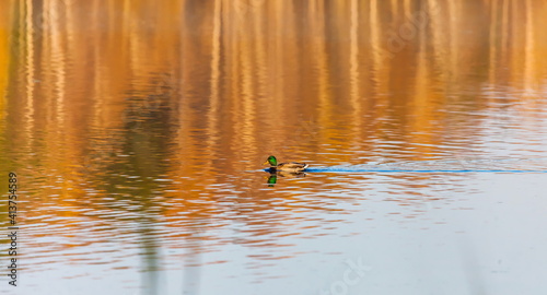 Ducks in the autumn pond