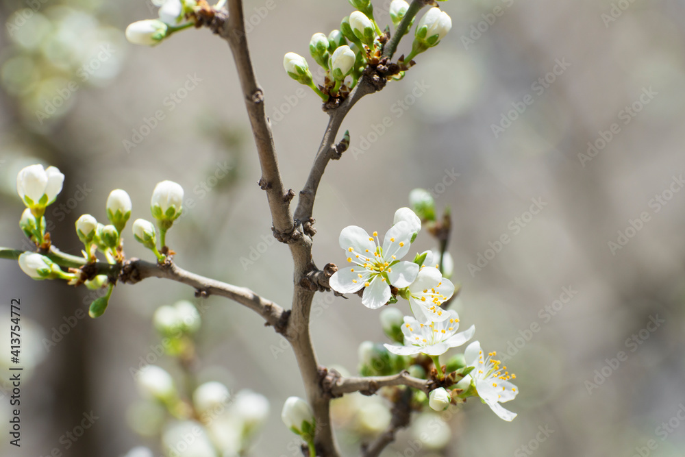 Fresh flowers and buds on the branches of a fruit tree. Plum blooms in early spring.