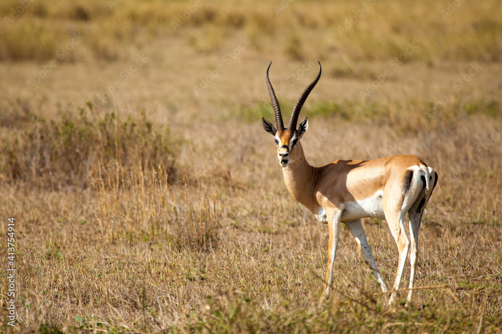 Antelope is standing in the savannah of Kenya, impala is watching Antelope is standing in the savannah of Kenya, impala is watching