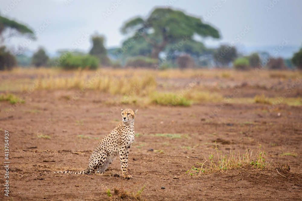 Young gepard is sitting in the savannah, safari in Kenya Young gepard is sitting in the savannah, safari in Kenya