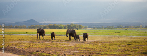 Elephant family is walking in the savannah in Kenya, on safari photo
