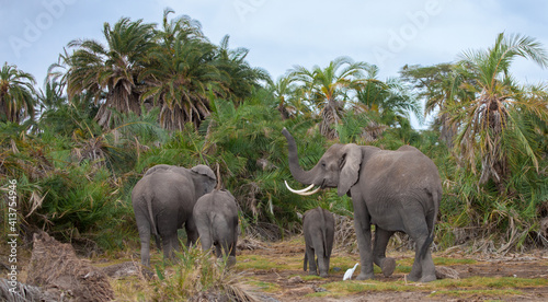 an elephant family in the savannah of Kenya