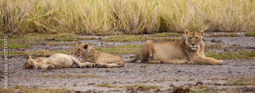 A big lion is watching like the small lions are sleep photo