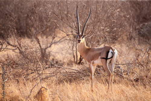 An antelope is standing in the savannah of Kenya