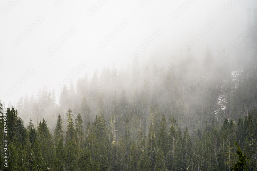 Foggy Mountain Trees With Snow Falling Foggy Mountain Trees With Snow Falling