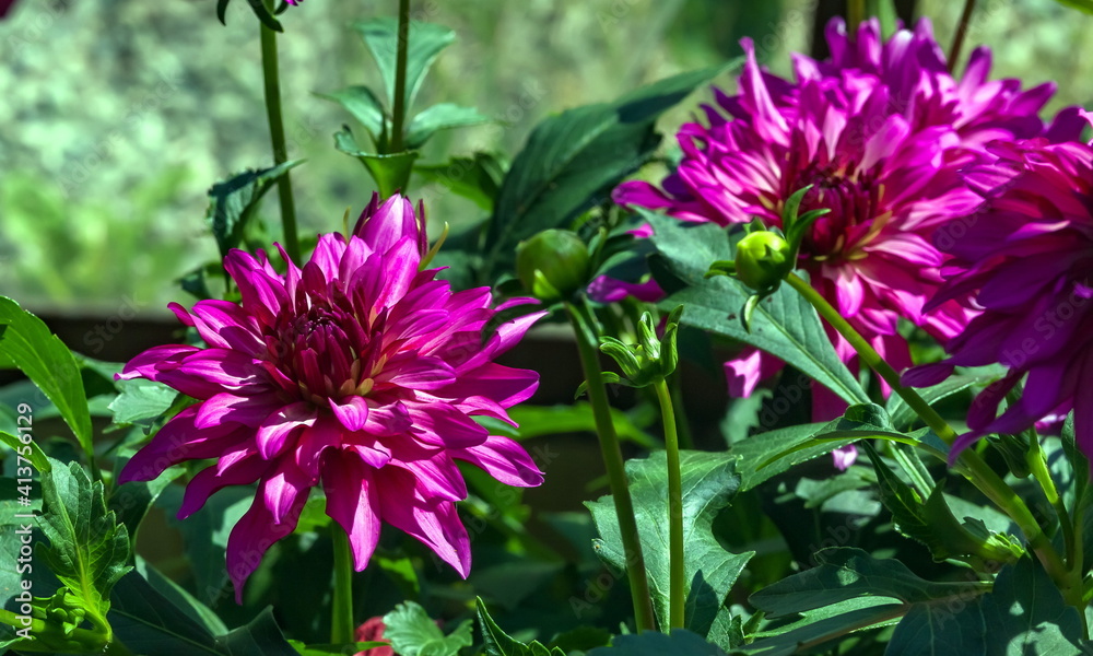 Obraz premium Dahlia flower closeup