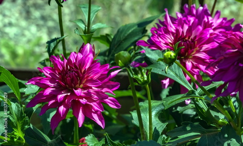 Dahlia flower closeup