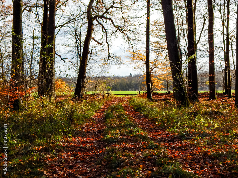 autumn in the forest