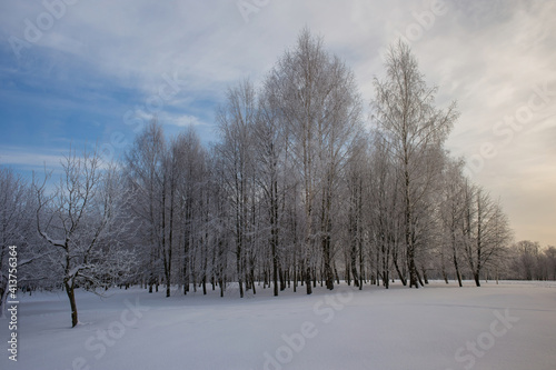 Frozen snow-covered trees in a city park. Beautiful blue sky and clean deep snow.