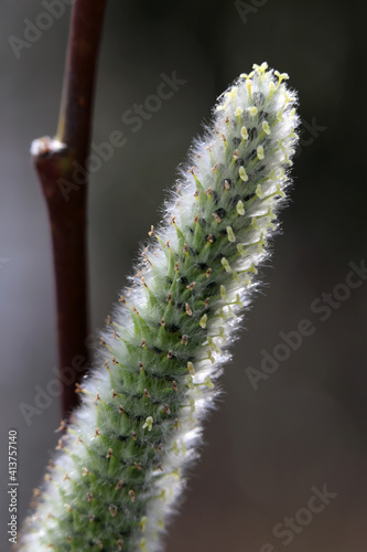 Willow tree catkins in close up. Beautiful signs of spring and symbols of Easter. Photographed during a spring day in Finland. Popped catkins and brown willow branches. Color closeup photo, no people.