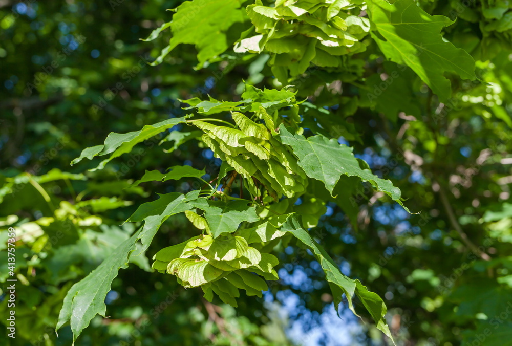 Green leaves and canadian maple seed closeup on branches in summer Green leaves and canadian maple seed closeup on branches in summer