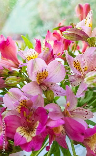 Bouquet of flowers pink Alstroemeria close up
