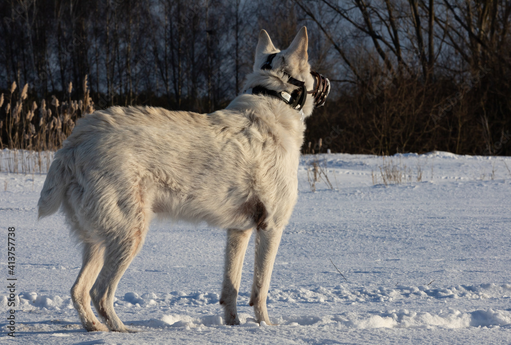 Fototapeta premium gray wolf in winter, Poland