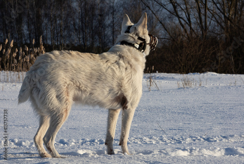 gray wolf in winter, Poland