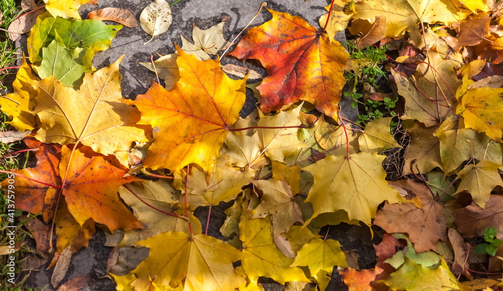 Fototapeta premium Colorful canadian maple leaves on the garden ground in autumn