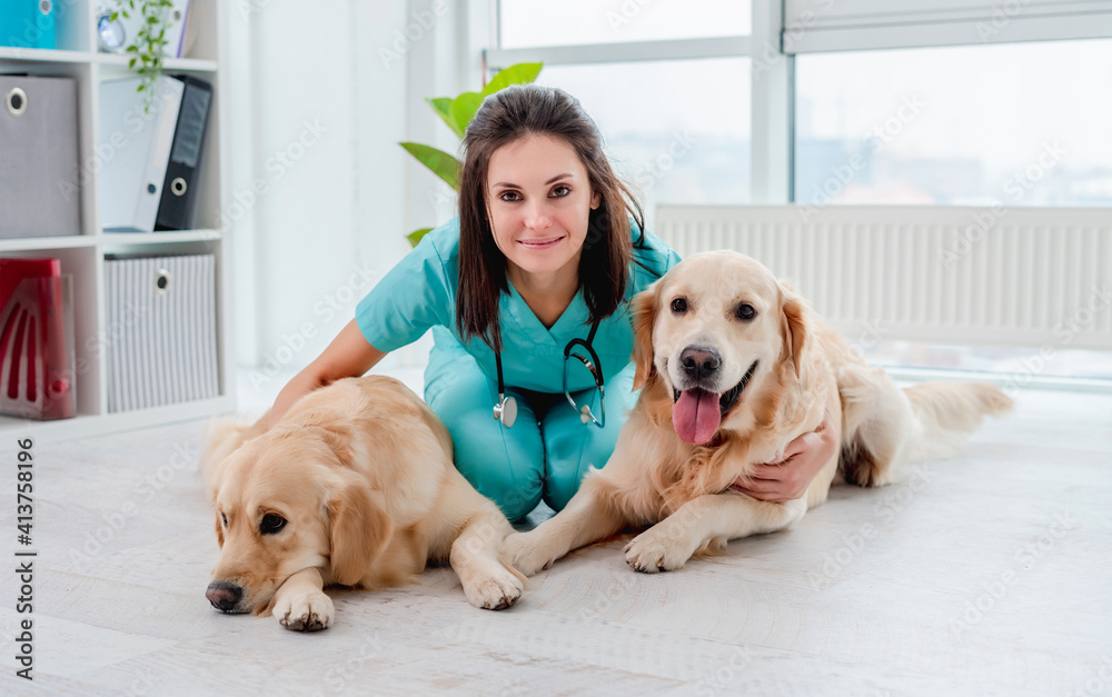 Pair of golden retriever dogs beside veterinarian Pair of golden retriever dogs beside veterinarian
