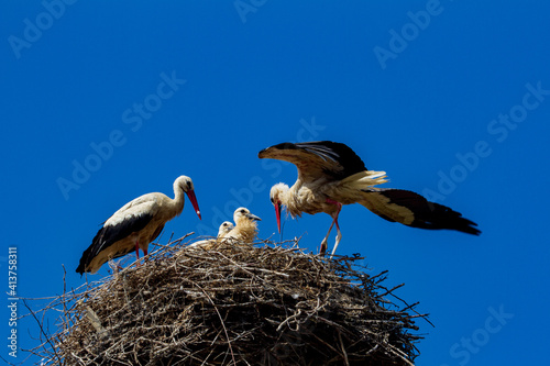 
Young storks in the nest