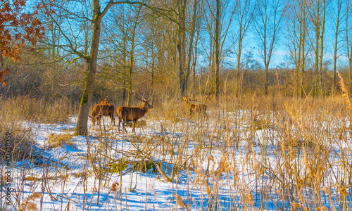 Roe deer in a snow white frozen forest in wetland under a blue bright sky in sunlight in winter, Almere, Flevoland, The Netherlands, February 13, 2020