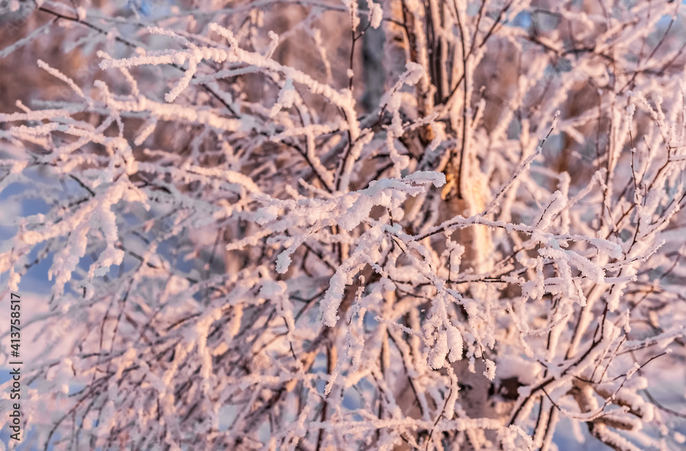 Branches birch with snow illuminated by the light of the setting sun close up in winter