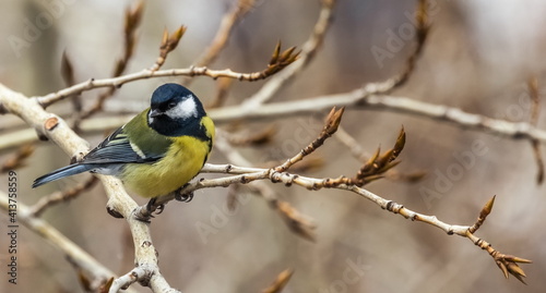 Bird tit close up on a branch of a poplar tree in spring © Александр Коликов