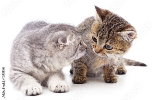 Brown and gray kitten looking at each other.